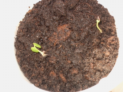 Alf und Bet am 22.04.2007